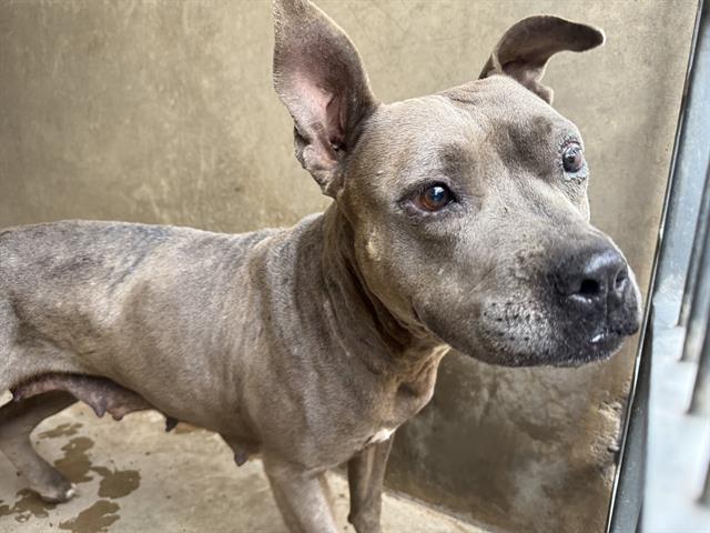 A275421, Pit Bull Terrier