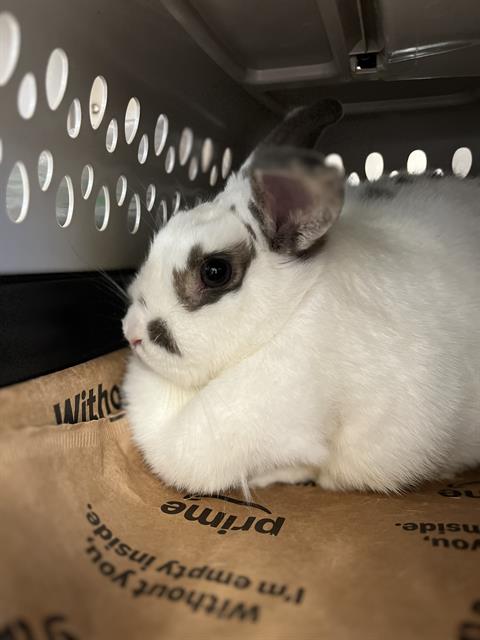 A275466, a rabbit for adoption from Chula Vista Animal Care Facility