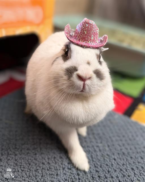 MARSHMALLOW