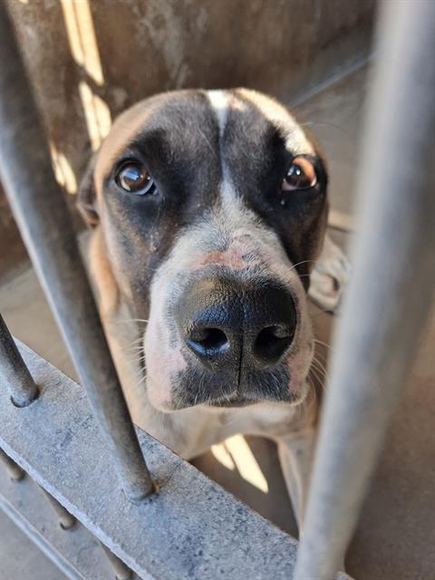 AANG, a dog for adoption from Chula Vista Animal Care Facility