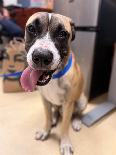Aang, Pit Bull Terrier (medium coat)