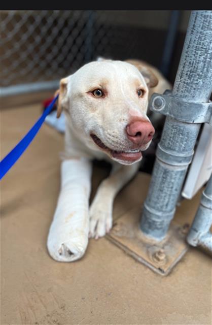 CHUEY, a dog for adoption from Chula Vista Animal Care Facility