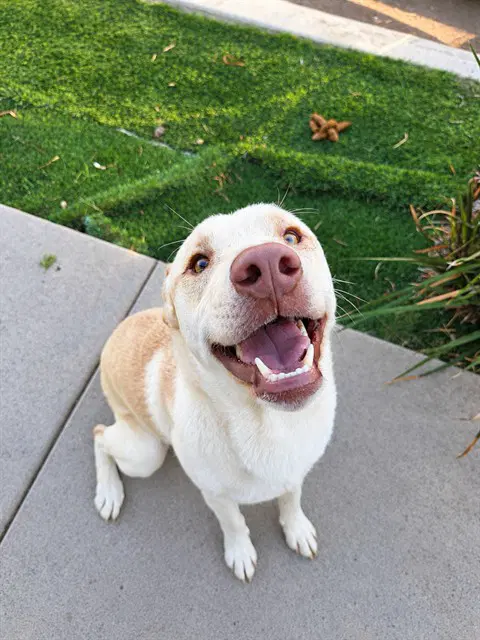 Nolan - Labrador Retriever