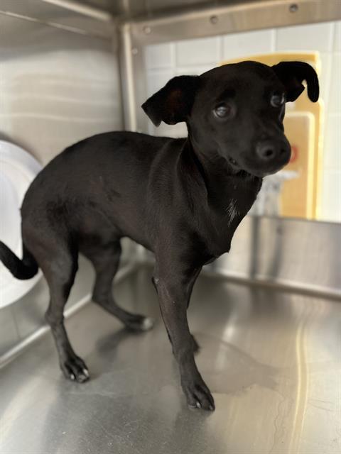 TAMMY, a dog for adoption from Chula Vista Animal Care Facility