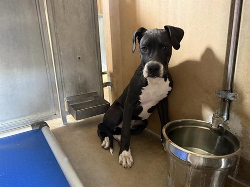 A275467, a dog for adoption from Chula Vista Animal Care Facility