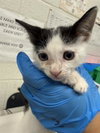 RAIN — Chula Vista, CA Adoption
