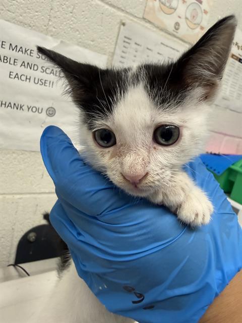 RAIN, a cat for adoption from Chula Vista Animal Care Facility