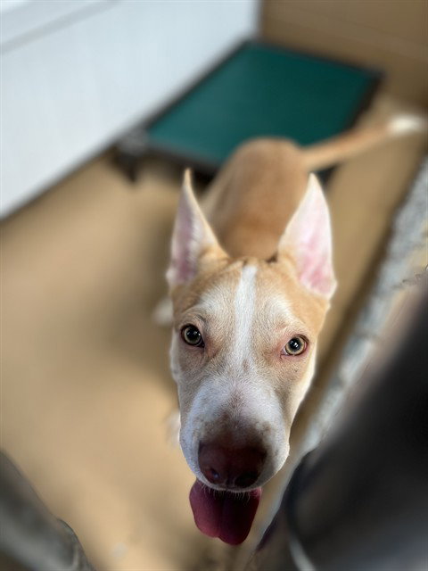 A275700, a dog for adoption from Chula Vista Animal Care Facility