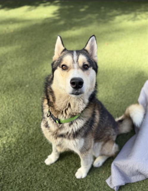 SAMSON