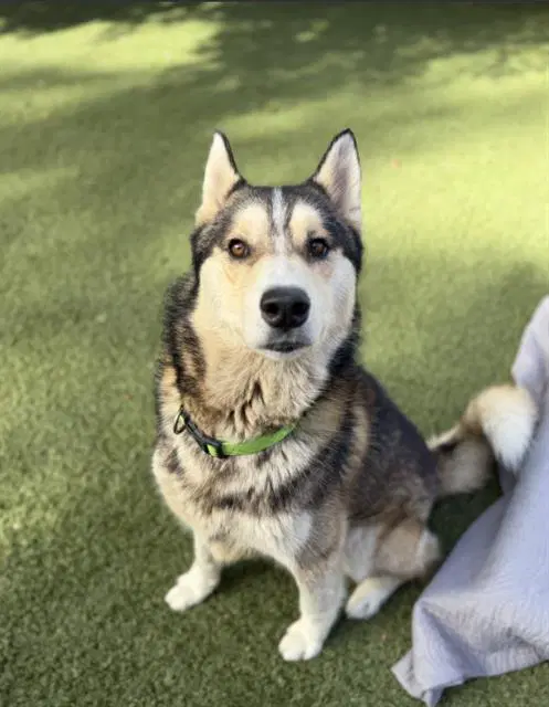 Samson - Husky