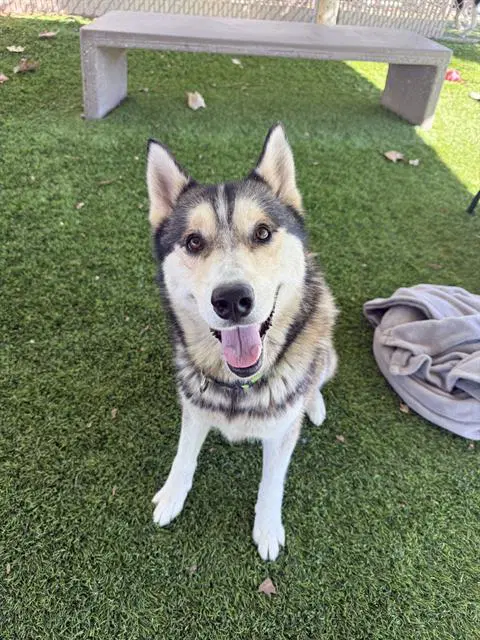 Samson - Husky
