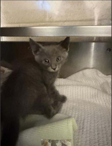 Brodie, Domestic Short Hair (medium coat)