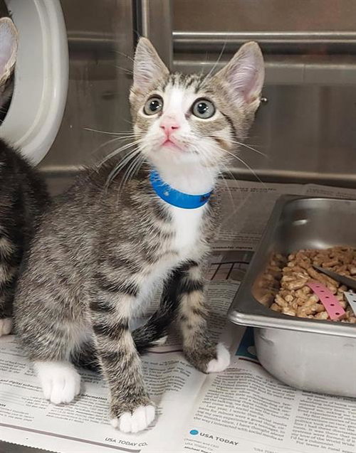 Tom, Domestic Short Hair (medium coat)
