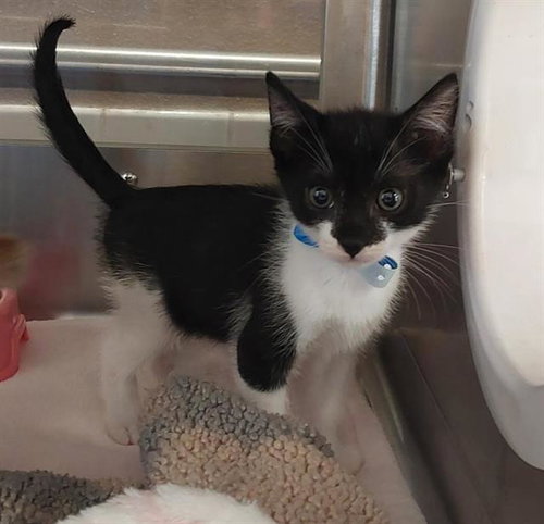 Tiki, Domestic Short Hair (medium coat)