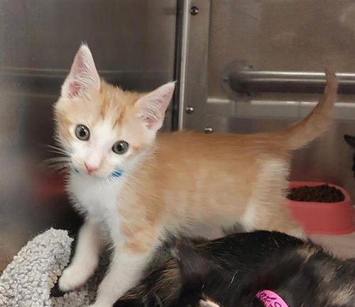 Toodles, Domestic Short Hair (medium coat)
