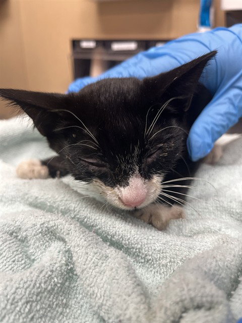 A275618, a cat for adoption from Chula Vista Animal Care Facility