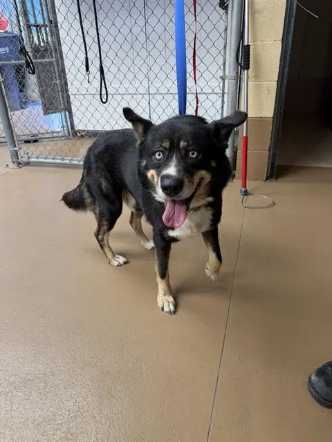 Apollo - Siberian Husky