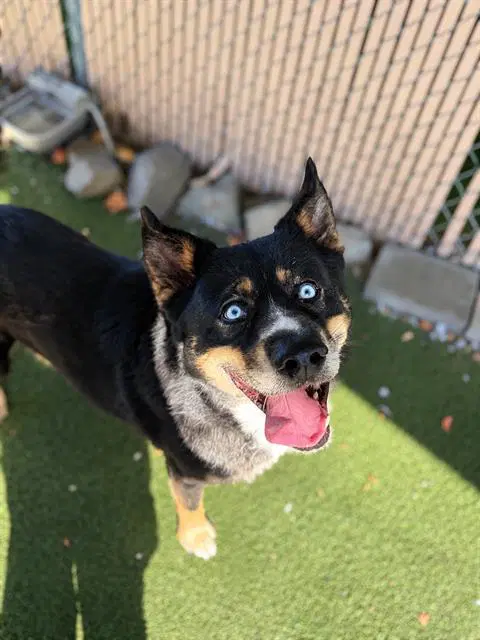 Apollo - Siberian Husky