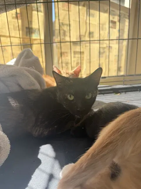 Wednesday - Domestic Short Hair