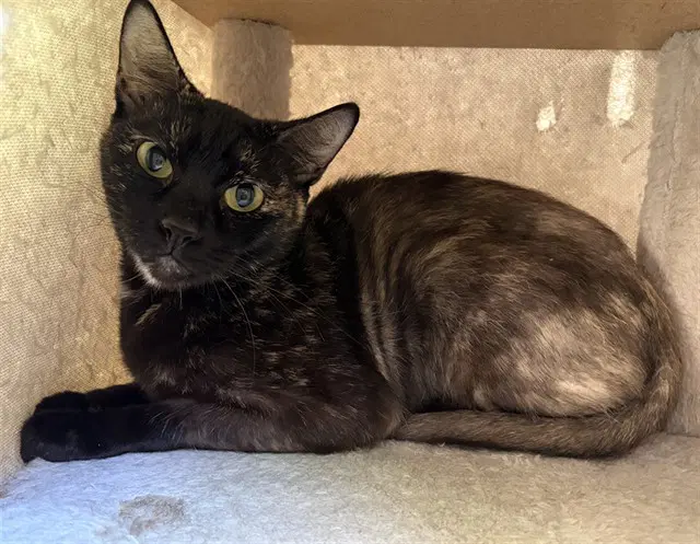 Wednesday - Domestic Short Hair