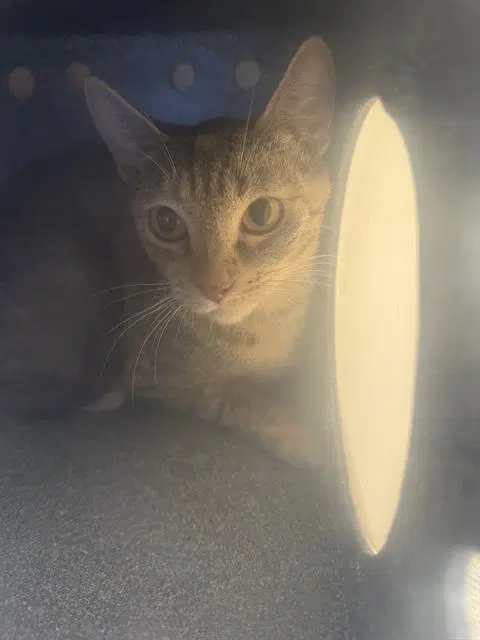 Monday - Domestic Short Hair