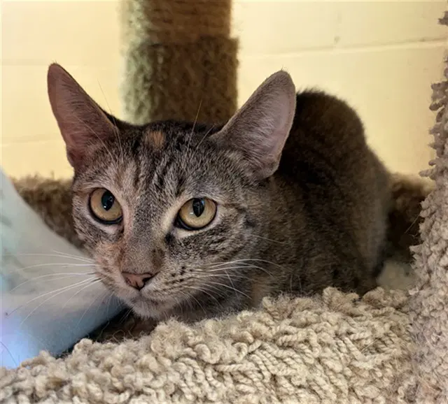 Monday - Domestic Short Hair