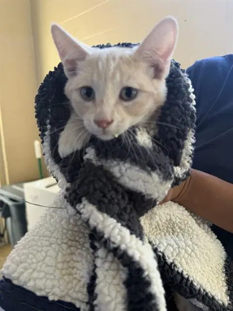 Elton - Domestic Short Hair