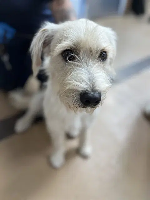 Friday - Miniature Schnauzer