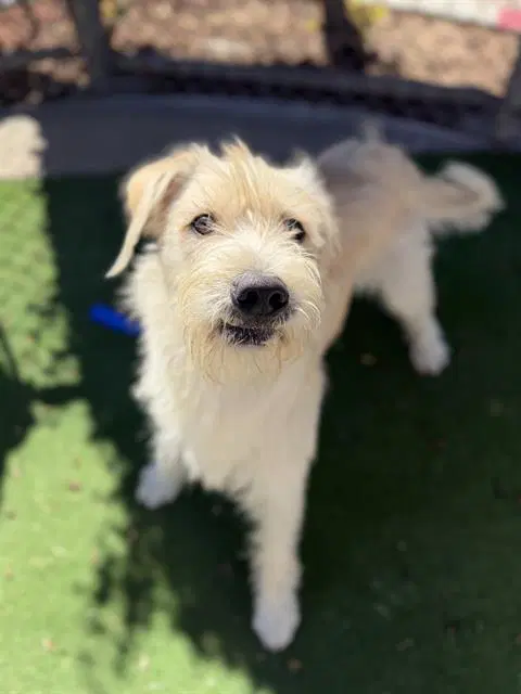 Friday - Terrier