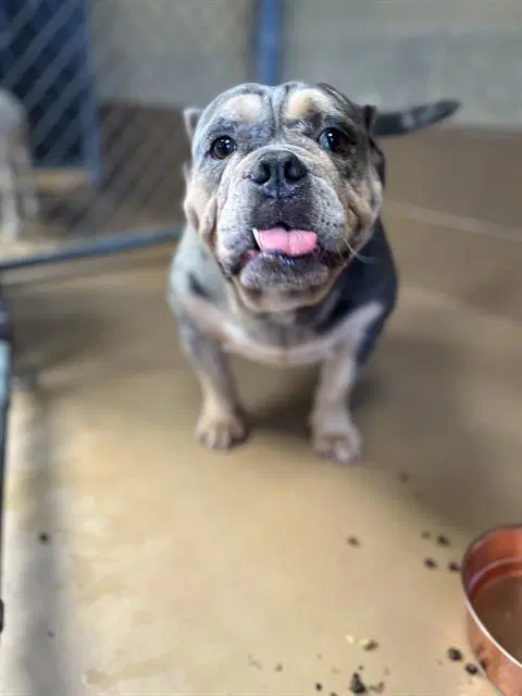 Legacy - English Bulldog