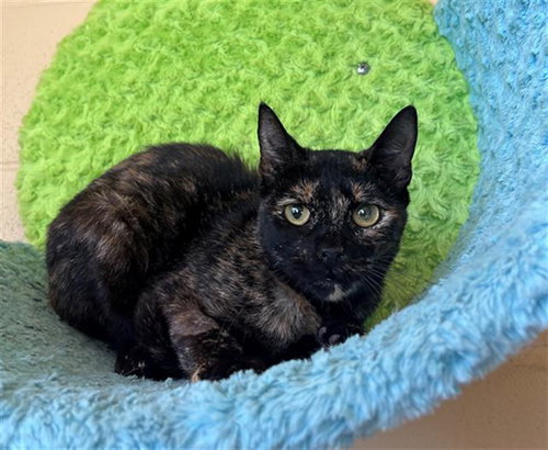 Kiki, Domestic Short Hair (medium coat)