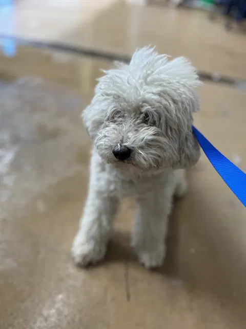 Max - Poodle (Miniature)