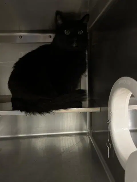 Chip - Domestic Medium Hair