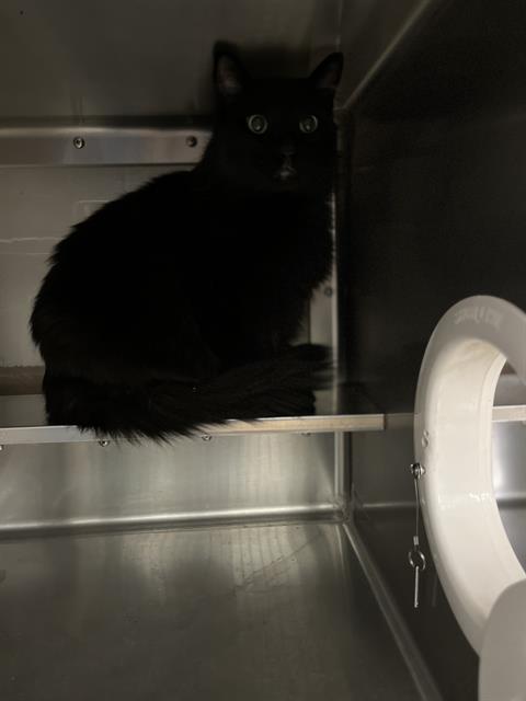 Chip, Domestic Medium Hair (medium coat)