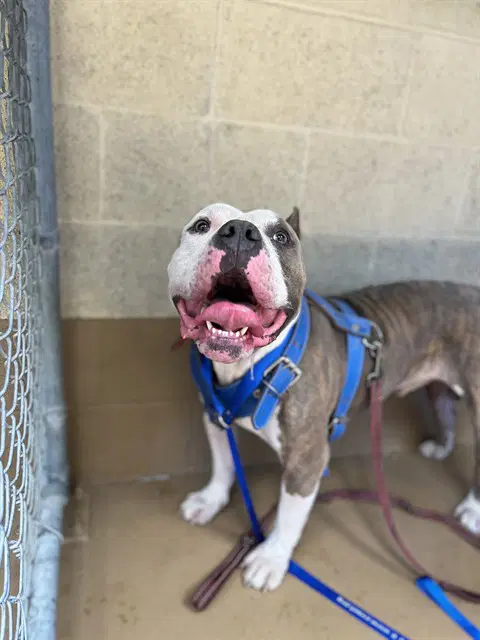 Moosie - Pit Bull Terrier