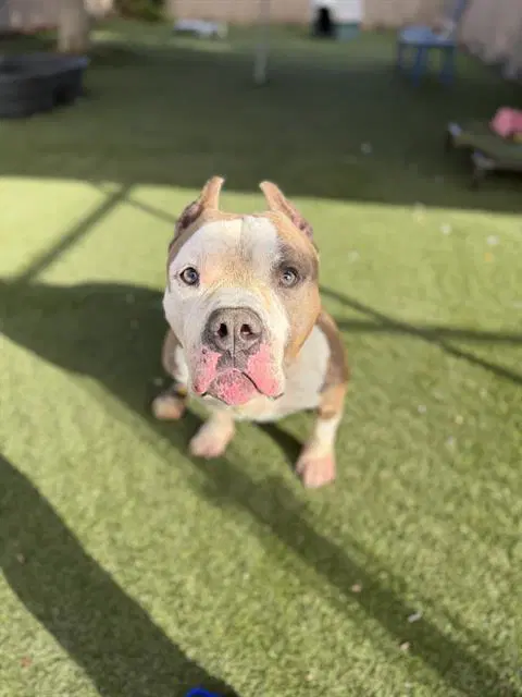 Moosie - Pit Bull Terrier