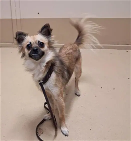 Brandilini - Chihuahua