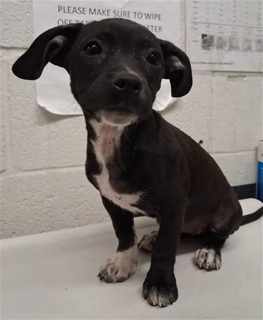 Unknown - Terrier