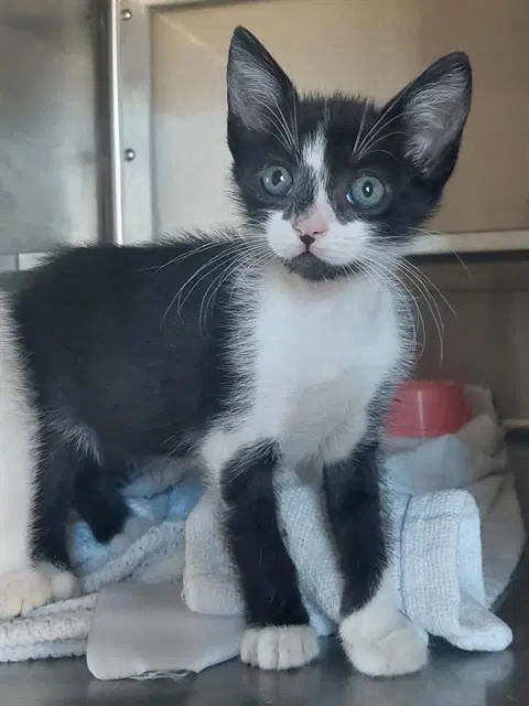 Thumper - Domestic Short Hair