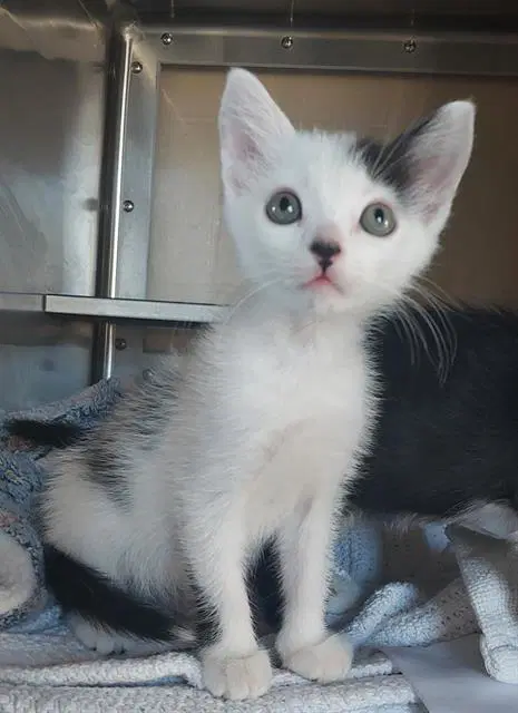 Dottie - Domestic Short Hair