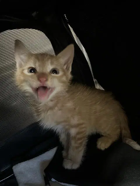 Unknown - Domestic Short Hair
