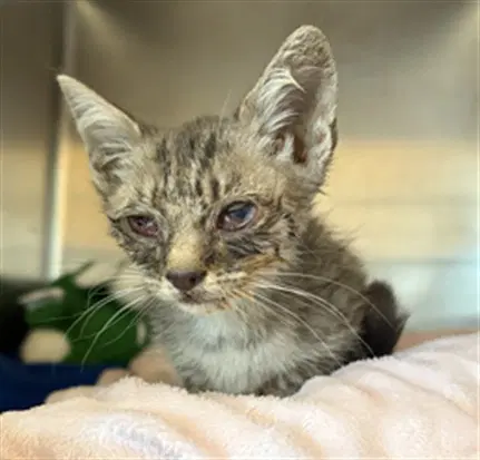 Columbo - Domestic Short Hair