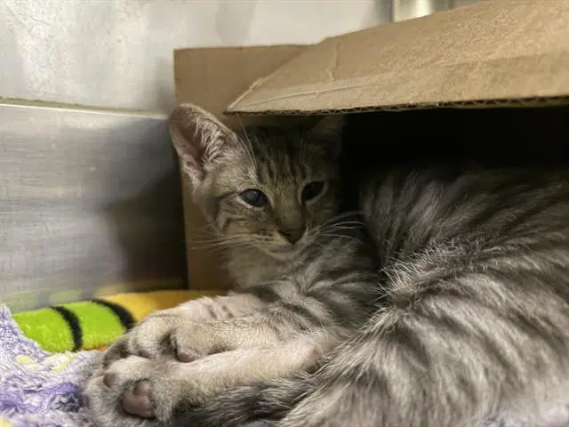 Columbo - Domestic Short Hair
