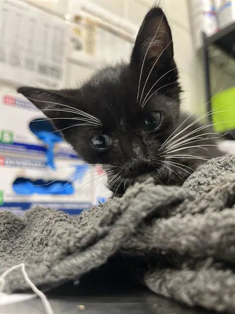 Barnaby - Domestic Short Hair