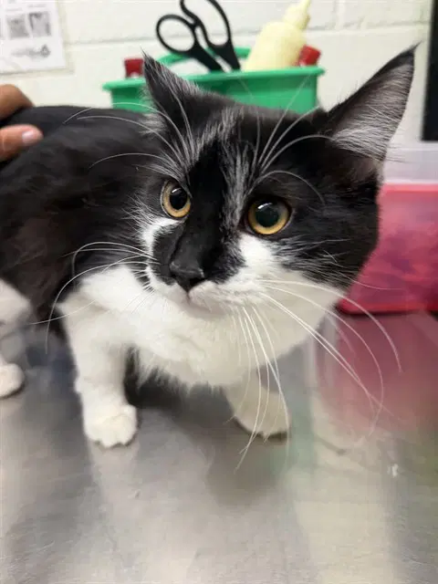 Luna - Domestic Short Hair