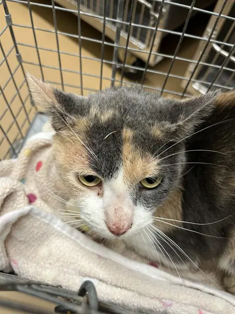 Olivia - Domestic Short Hair