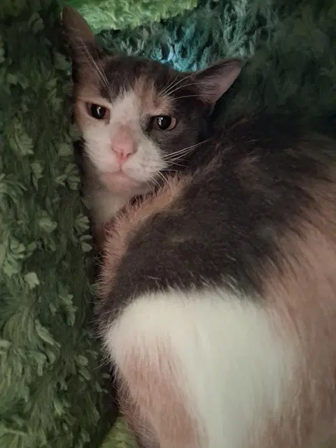 Olivia - Domestic Short Hair