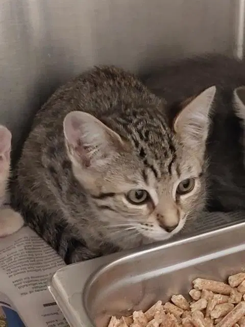 Flor - Domestic Short Hair