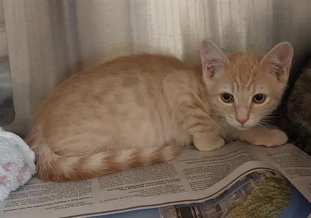 Sunkist - Domestic Short Hair