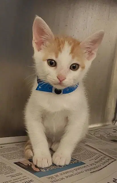 Fanta - Domestic Short Hair